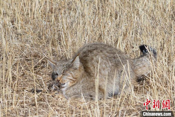 圖為拍攝到的荒漠貓?！≡S明遠 攝