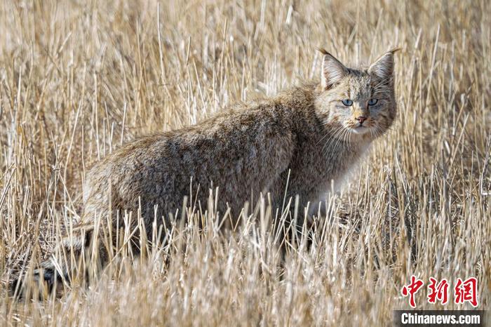 圖為拍攝到的荒漠貓?！≡S明遠 攝