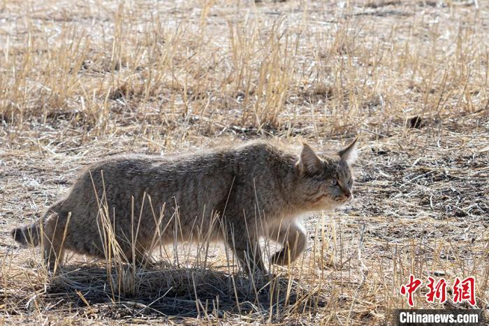 圖為拍攝到的荒漠貓?！O春生 攝