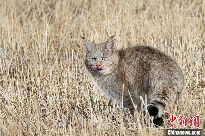 圖為拍攝到的荒漠貓?！O春生 攝