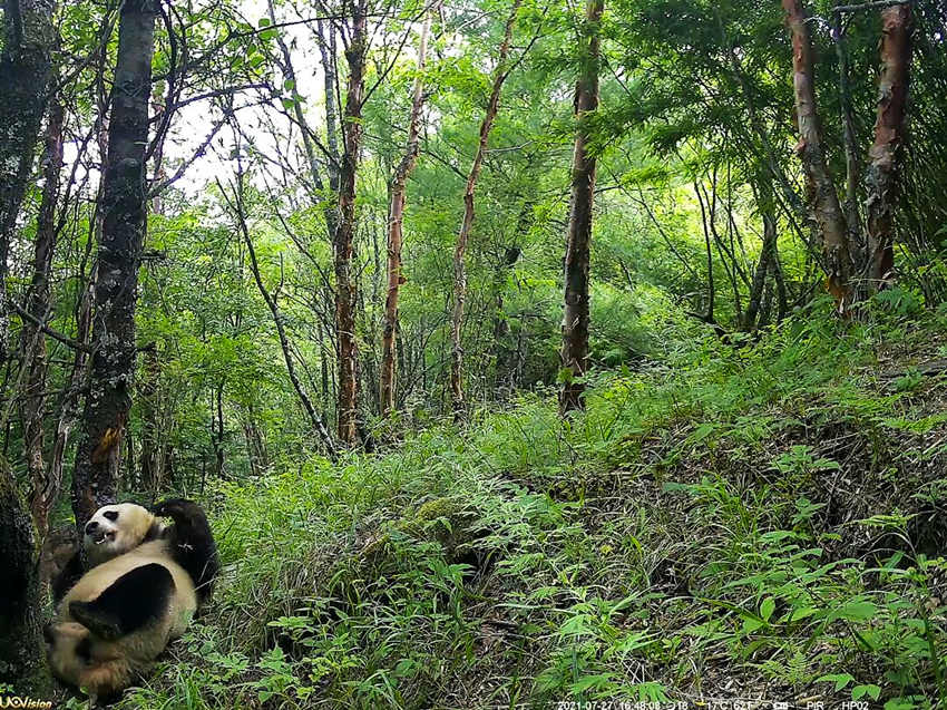 紅外相機(jī)拍攝到的野生大熊貓。平武縣融媒體中心供圖