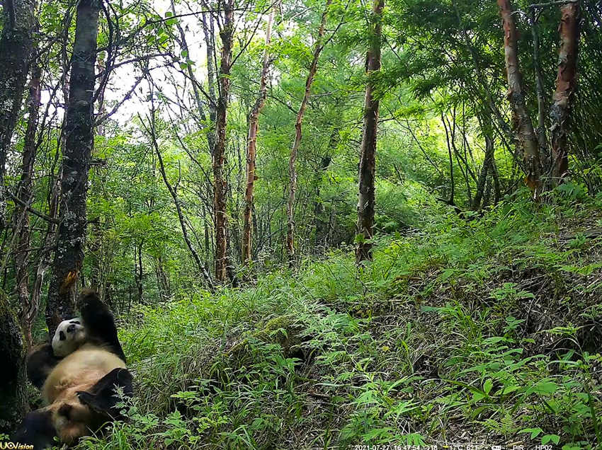 紅外相機(jī)拍攝到的野生大熊貓。平武縣融媒體中心供圖