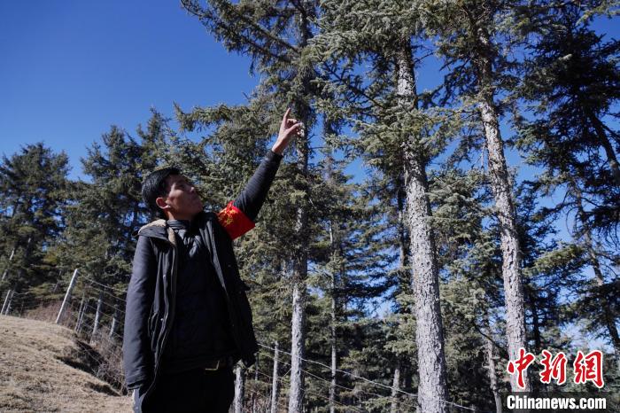 圖為桑杰加介紹林場樹木?！●R銘言 攝