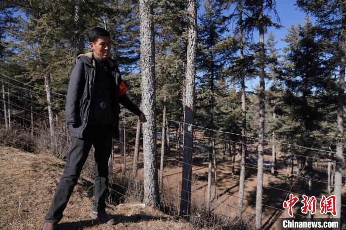 圖為桑杰加檢查林場防護網(wǎng)?！●R銘言 攝