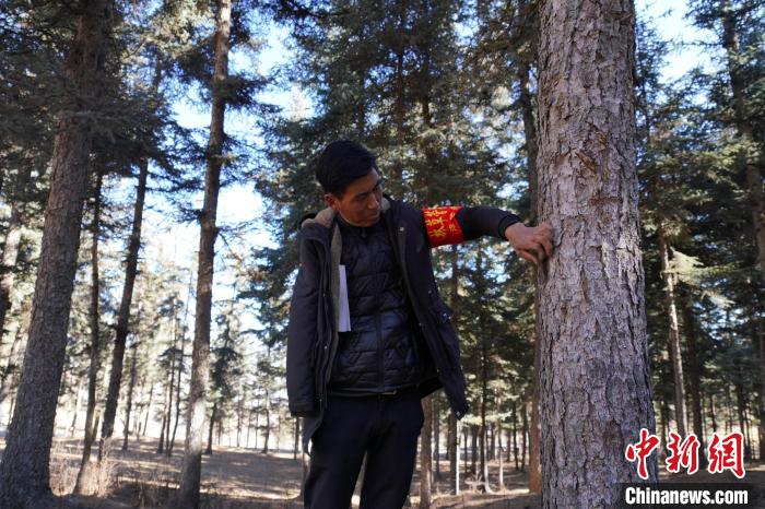 圖為桑杰加檢查林場樹木是否有病蟲害?！●R銘言 攝