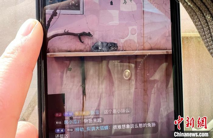 圖為雪豹“奶爸”史壽軍正在直播。　馬銘言 攝