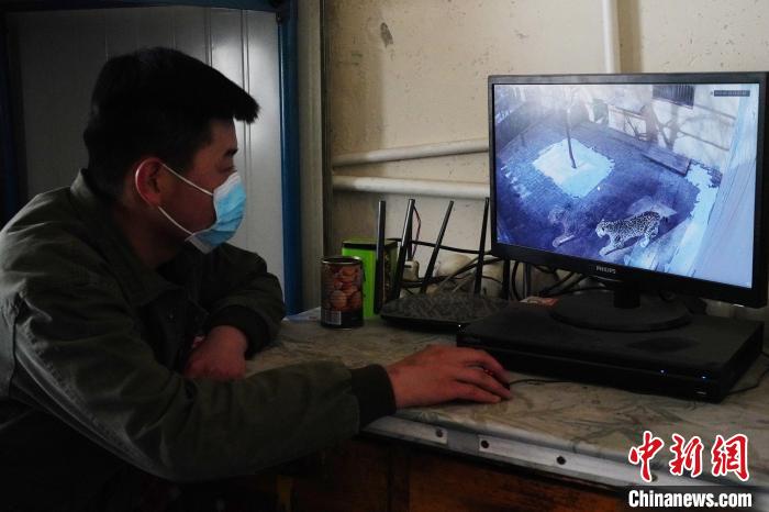 圖為雪豹“奶爸”史壽軍通過監(jiān)控察看雪豹情況?！●R銘言 攝