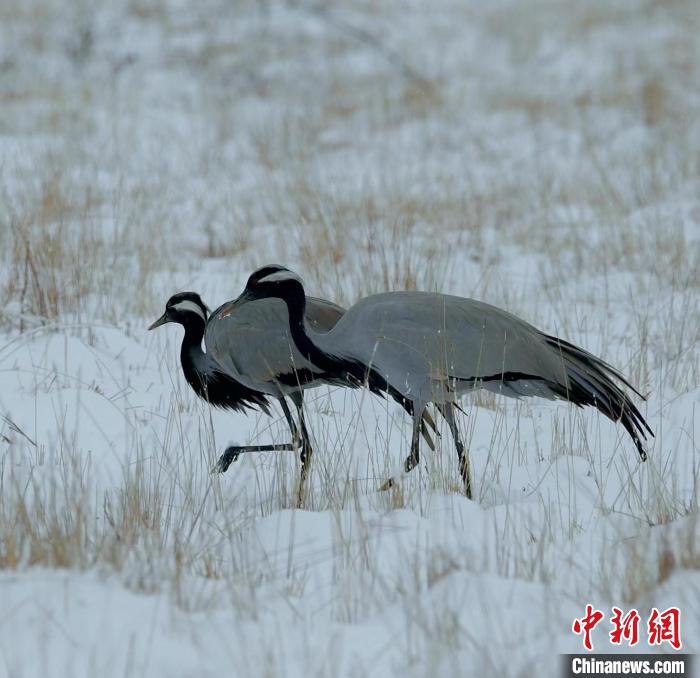 在若爾蓋濕地的蓑羽鶴?！∩袞|機(jī) 攝