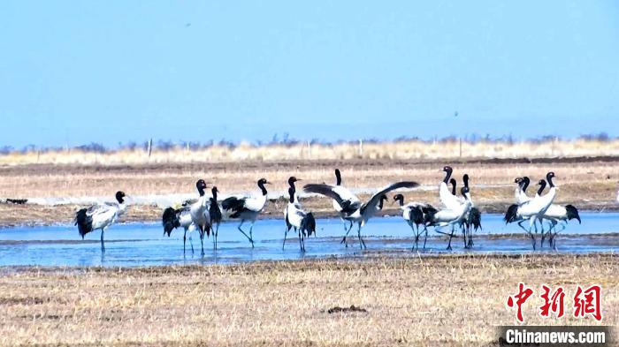 圖為成群的黑頸鶴“翩翩起舞”。　當(dāng)智 攝