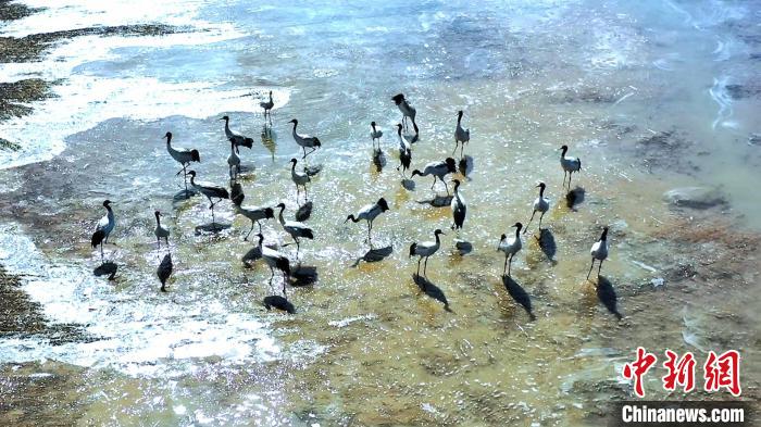 圖為黑頸鶴群駐足休憩?！￡惷髡?攝