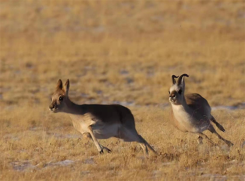 藏羚羊。圖片來源：農(nóng)牧民大自然攝影隊