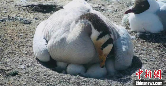 圖為斑頭雁孵蛋?！【G色江河 供圖