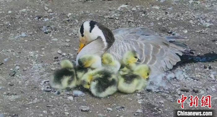 圖為斑頭雁母親和孩子們在一起?！【G色江河 供圖