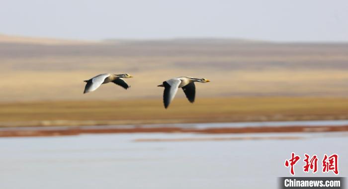 圖為飛翔的斑頭雁。　綠色江河 供圖