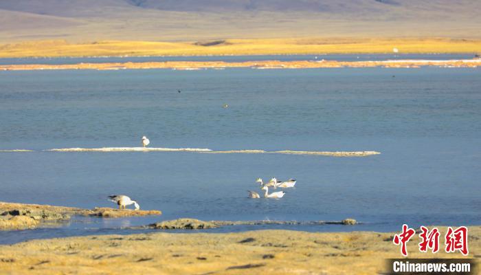 圖為斑頭雁在班德湖中休憩?！【G色江河 供圖