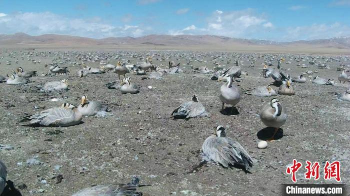 圖為斑頭雁在空地上孵蛋?！【G色江河 供圖