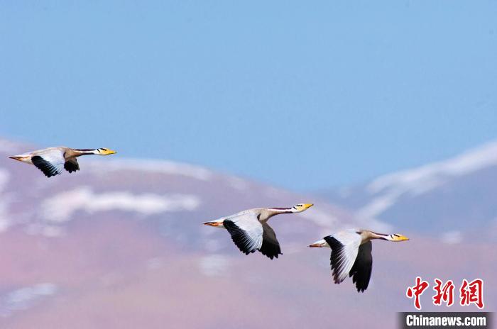 圖為斑頭雁在空中飛行。　綠色江河 供圖