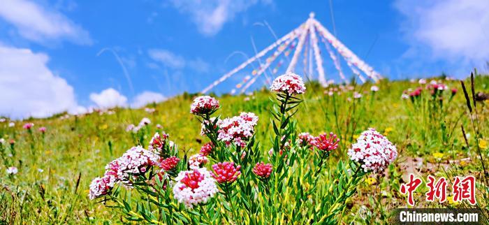 圖為草原一角。　 韓麗 　攝