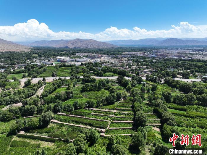 航拍貴德縣黃河岸畔綠意盎然?！●R銘言 攝