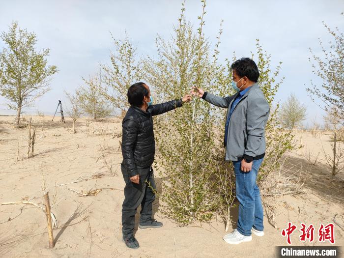 柴達(dá)木盆地的護(hù)林員：守護(hù)，只為那一片綠