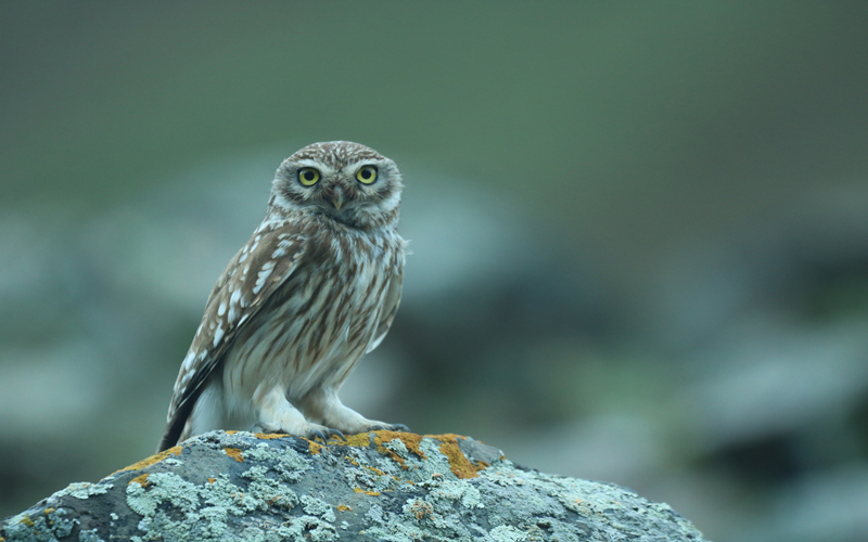 縱紋腹小鸮。江文江措攝