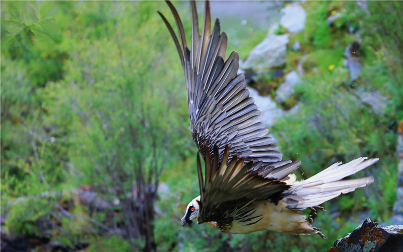 胡兀鷲。江文江措攝