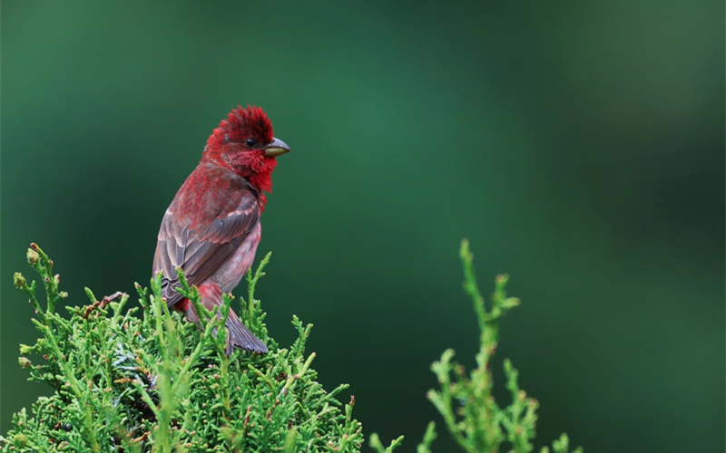 普通朱雀。江文江措攝