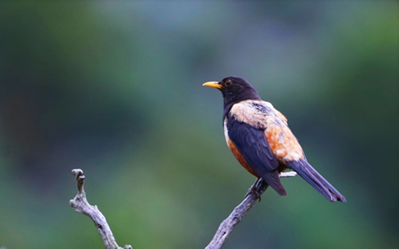 棕背黑頭鶇。江文江措攝