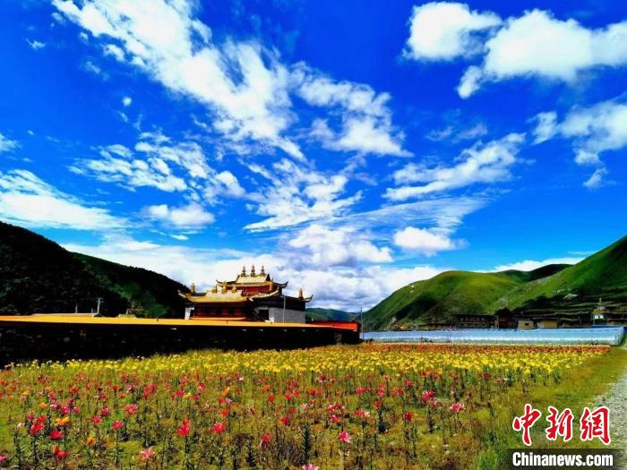 近百畝百合花競相開放，景色誘人。　壤塘縣委宣傳部供圖