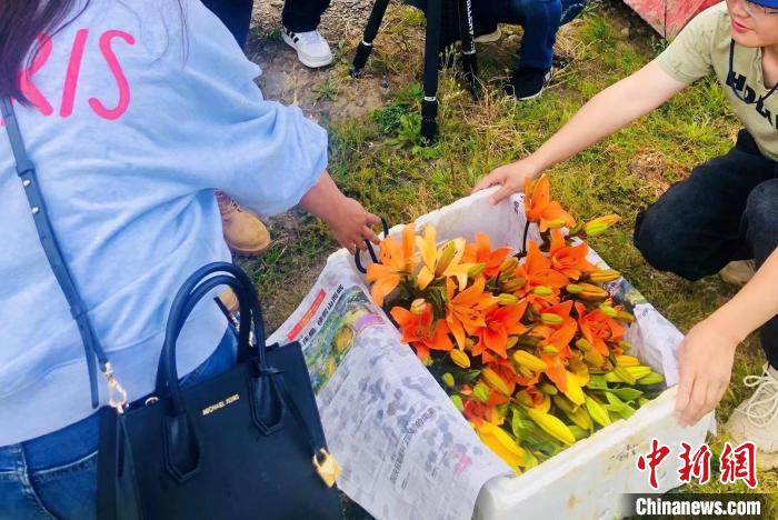 村民采摘百合花。　壤塘縣委宣傳部供圖