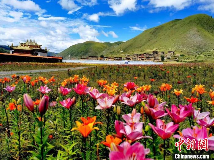 近百畝百合花競相開放，景色誘人。　壤塘縣委宣傳部供圖