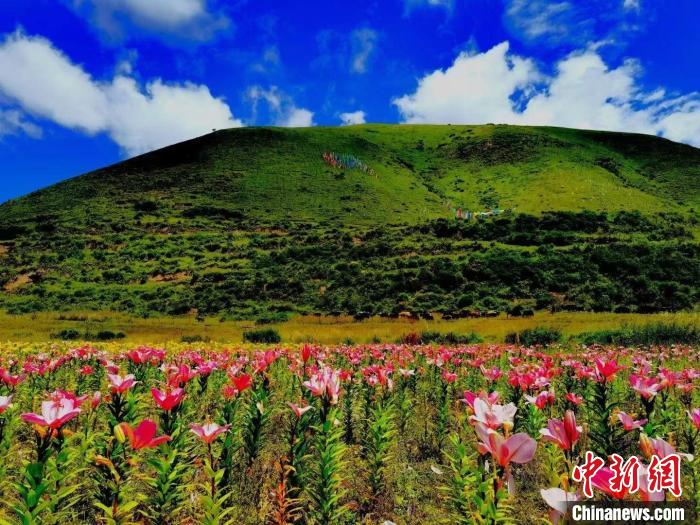 近百畝百合花競相開放，景色誘人?！∪捞量h委宣傳部供圖