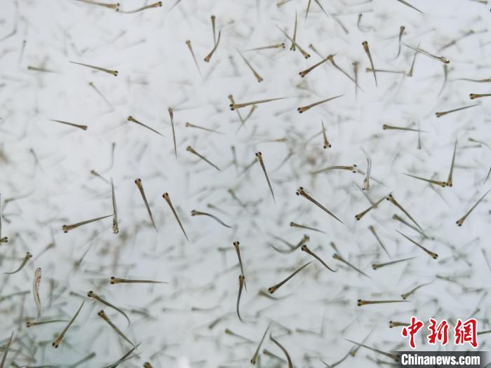 探訪青海湖湟魚(yú)“育嬰室”：“密集”育苗，體重10克放流