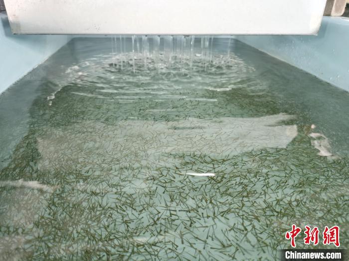 圖為正在育苗?！?zhí)砀?攝