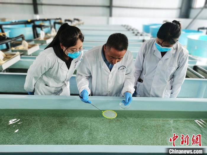 圖為工作人員檢查魚(yú)苗?！?zhí)砀?攝