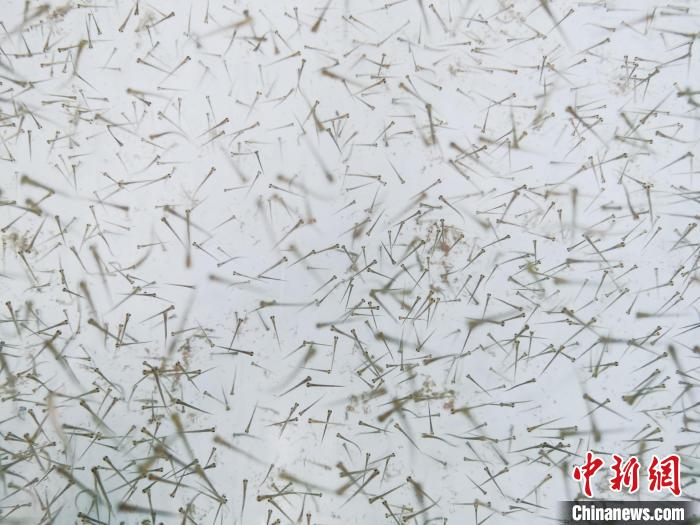 圖為魚(yú)苗?！?zhí)砀?攝