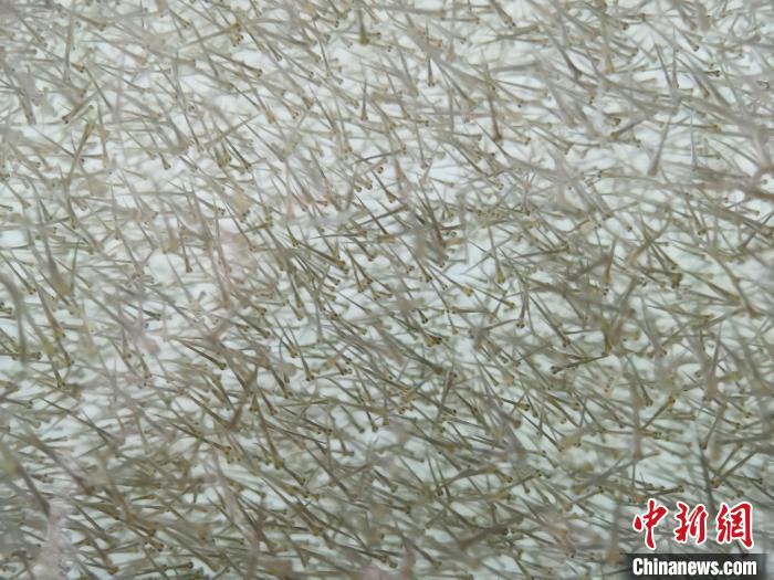 圖為密集分布的魚(yú)苗?！?zhí)砀?攝