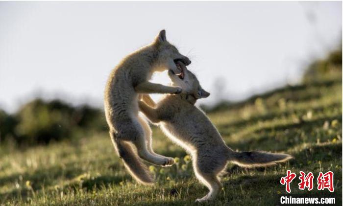 圖為郝進(jìn)芳的作品《難分勝負(fù)》?！∏嗪Ｊ∑钸B山自然保護(hù)協(xié)會供圖