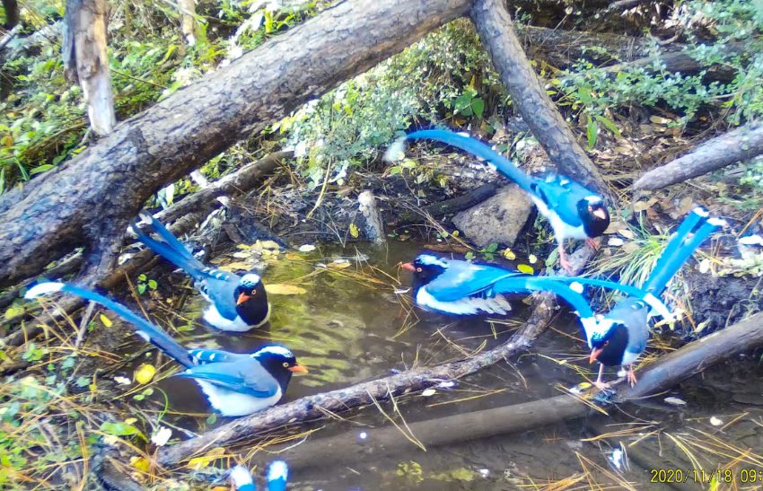 紅嘴藍(lán)鵲。涼山州委宣傳部供圖