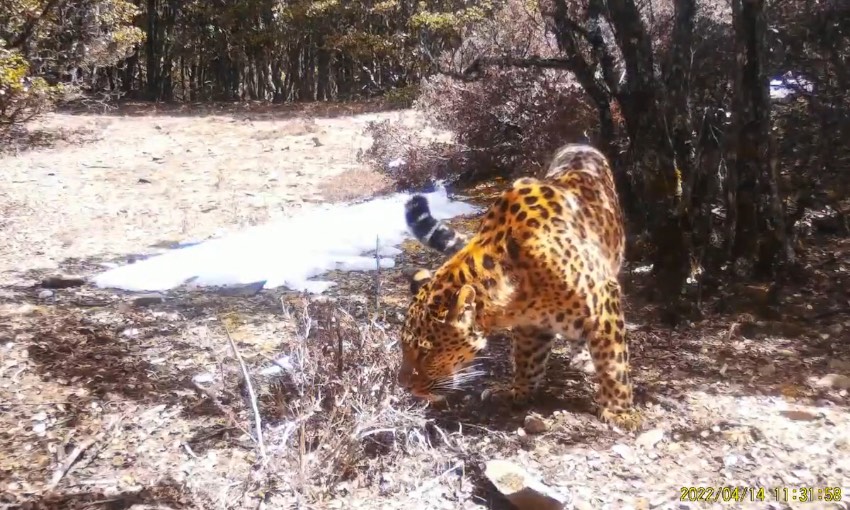 金錢豹。涼山州委宣傳部供圖