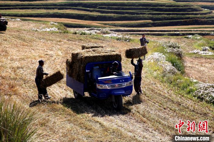 圖為飼草晾曬、打捆?！●R芝芬 攝