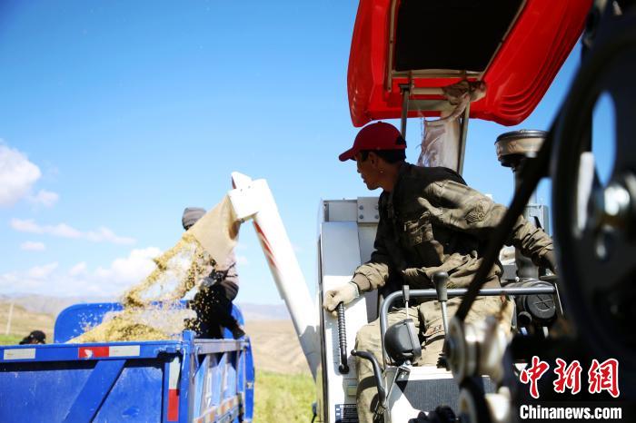圖為飼草收割?！●R芝芬 攝