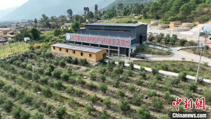 伍合村的油橄欖種植基地。　高嘉琪 攝