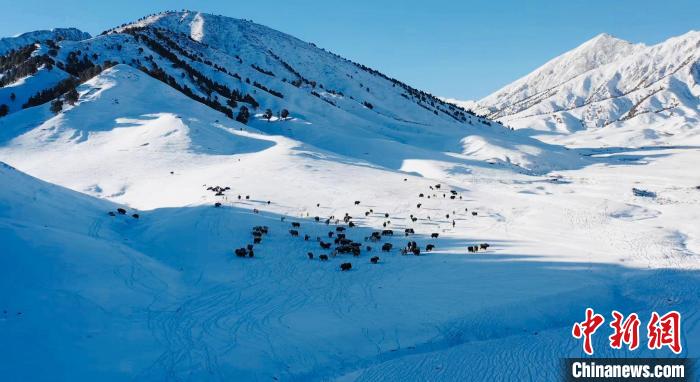 圖為牦牛群在雪地里覓食?！《继m縣融媒體中心供圖