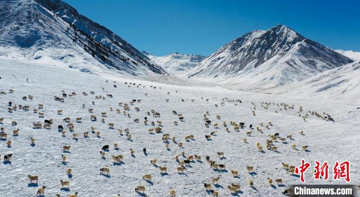 圖為羊群在雪地里覓食?！《继m縣融媒體中心供圖