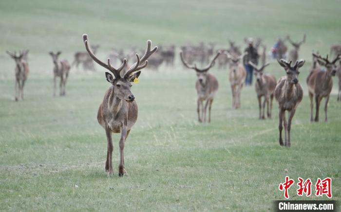 2022年夏日時節(jié)，甘肅張掖市肅南縣祁連山下的馬鹿養(yǎng)殖基地。(資料圖) 楊艷敏 攝