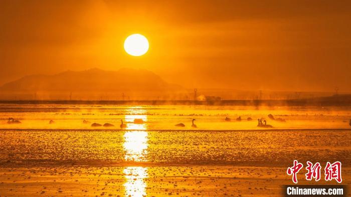 圖為天鵝群在湖中休憩?！『螁⒔?攝