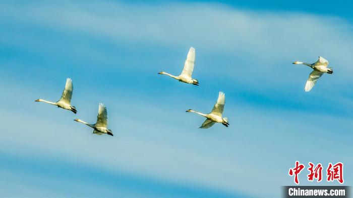 圖為天鵝在空中飛翔。　何啟金 攝