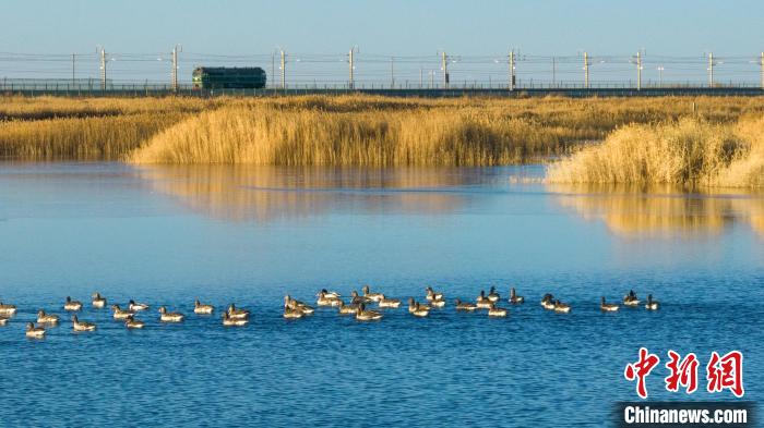 圖為多種野生鳥類在湖中游蕩?！『螁⒔?攝
