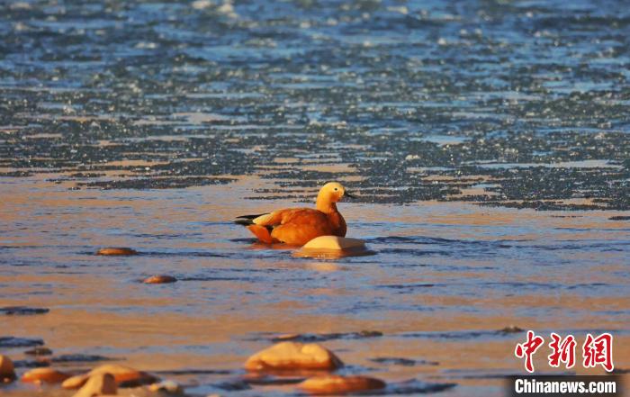 圖為赤麻鴨自在游曳?！“兹斩〔冀?攝